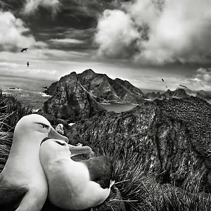 Les Mouettes Amoureuses , Louannec France